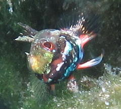 Helcogramma rharhabe