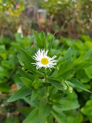 Erigeron annuus