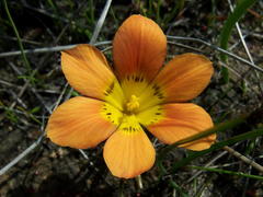 Moraea variabilis