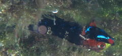 Helcogramma rharhabe