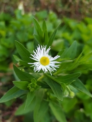 Erigeron annuus