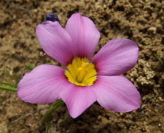 Moraea variabilis