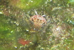 Helcogramma rharhabe
