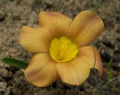 Moraea variabilis