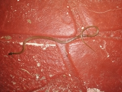 Coniophanes meridanus