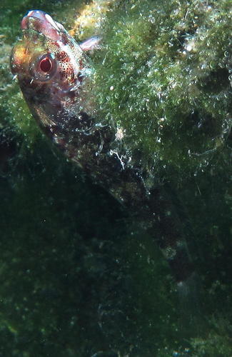 Helcogramma rharhabe