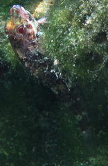 Helcogramma rharhabe