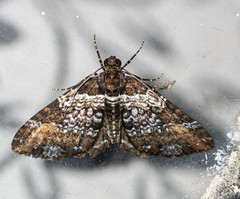 Melanthia catenaria