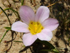 Moraea variabilis