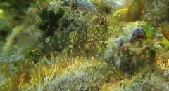Helcogramma rharhabe