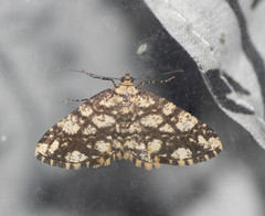 Alcis maculata