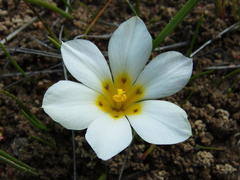 Moraea variabilis