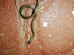 Coniophanes meridanus