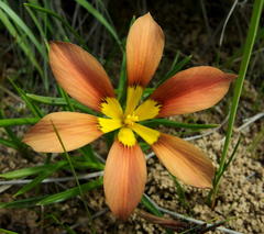 Moraea variabilis