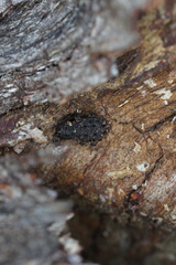 Poropterus melancholicus