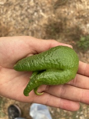 Citrus medica sarcodactylis