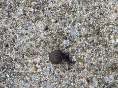 Gastropoda