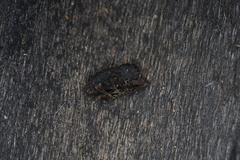 Poropterus melancholicus