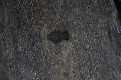 Poropterus melancholicus