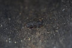 Poropterus melancholicus