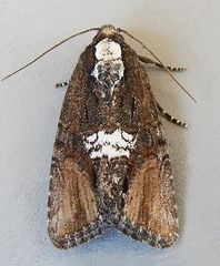 Bryolymnia semifascia