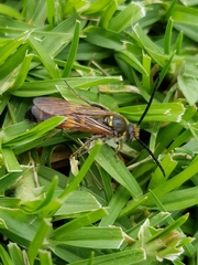 Xanthocampsomeris limosa