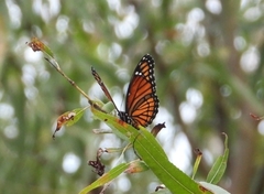 Limenitis archippus watsoni