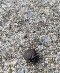 Gastropoda