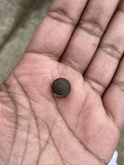 Gastropoda
