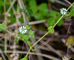 Stellaria serpyllifolia