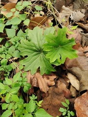 Psacalium poculiferum