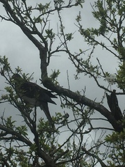 Hemiphaga novaeseelandiae novaeseelandiae