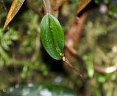 Lepanthes mucronata