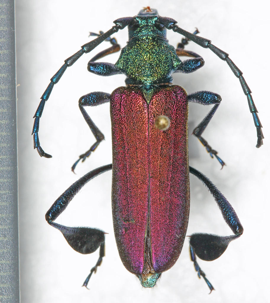 Phyllocnema latipes