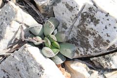 Adromischus cristatus cristatus