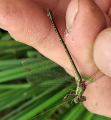 Chalcolestes parvidens