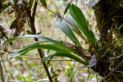 Cyrtochilum pardinum