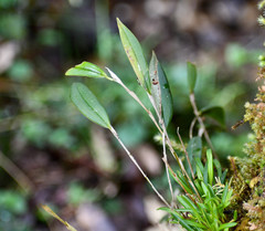 Lepanthes mucronata