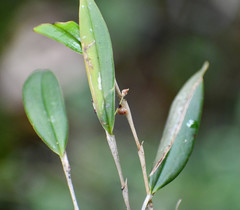 Lepanthes mucronata