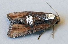 Bryolymnia semifascia