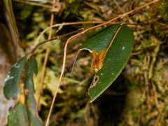 Lepanthes mucronata