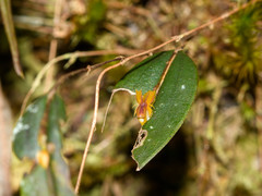 Lepanthes mucronata