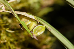 Lepanthes mucronata