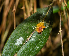 Lepanthes mucronata