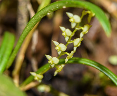 Stelis pusilla