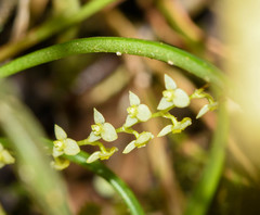 Stelis pusilla