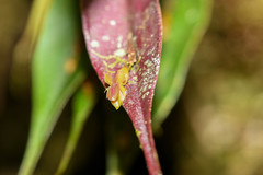 Lepanthes mucronata