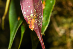 Lepanthes mucronata