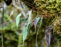 Lepanthes mucronata