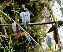 Lepanthes mucronata